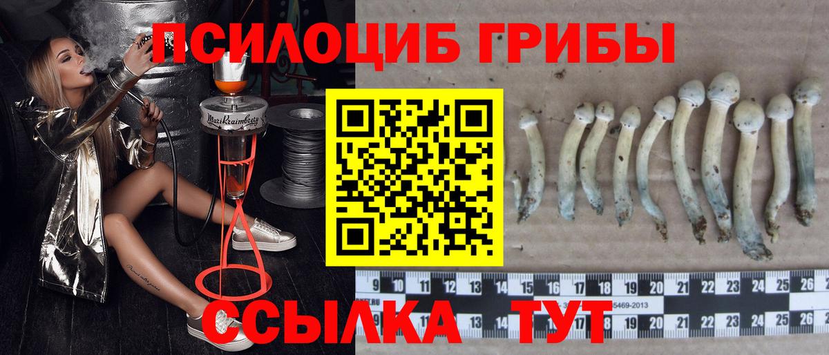 где купить   Вход с VPN  Сланцы  Псилоцибиновые грибы Psilocybe 